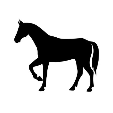 Isolated black silhouette of standing horse on white background. Side view.