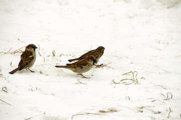 Sparrows in the snow