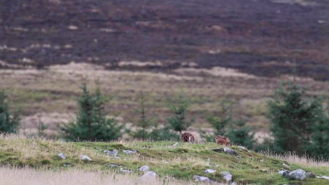 brown hares, Lepus europaeus, sitting, cleaning within a glen silhouette against a mountain.