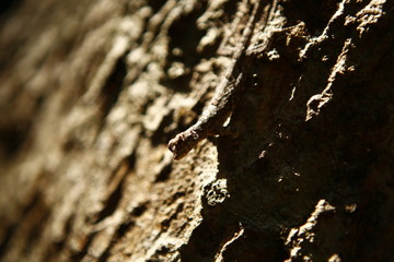 lizzard on a trees trunk