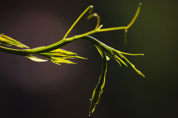 Young branch of wild grapes, flooded with sunlight