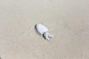 dead jellyfish at the beach