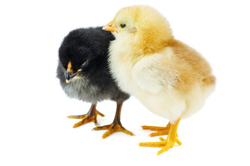 Tiny yellow and black chickens