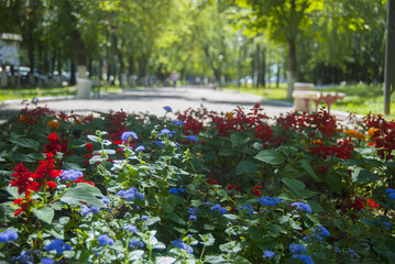 A flower bed with red and blue flowers on the background of a park path, sun-drenched.