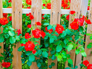 rose bushes with green leaves in spring