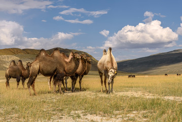 camels herd graze mountains smile