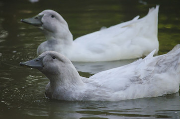 Two domestic ducks of the 