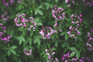 colourful spring flowers