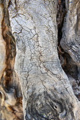 tree bark texture