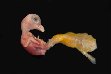 Dead embryo of a pigeon bird. Close-up on a black background © all2014