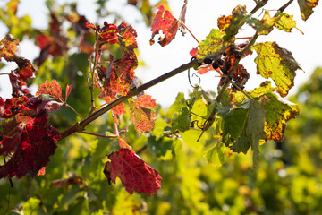 Verfärbte Weinblätter im Gegenlicht
