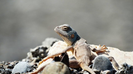 Omani Lizard