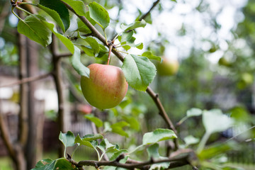 garden apples on the tree