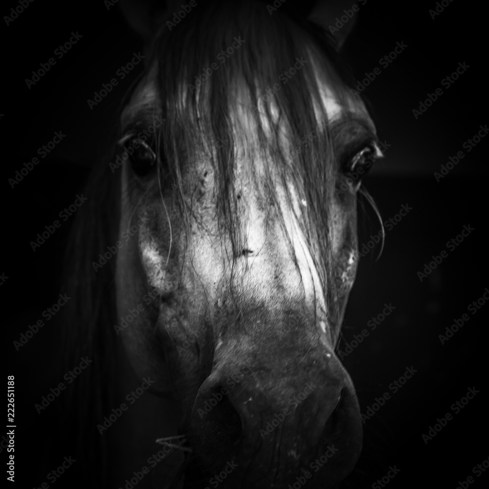 Canvas Prints Horse eye