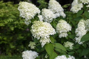 white blooming hydrangea Bush