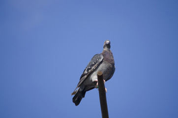 A sport mail pigeon of a gray color sits on a cross over the dovecot