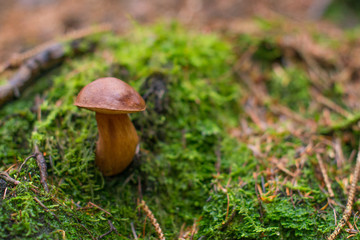 Grzyb w lesie