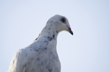 The sports postal pigeon is white. Close-up portrait