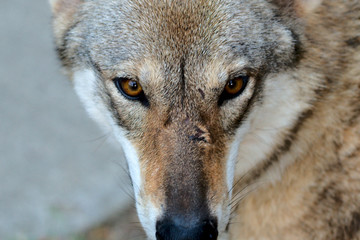 Fototapeta premium Wolf