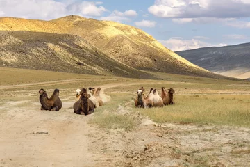Papier Peint photo Chameau camels herd graze mountains relax