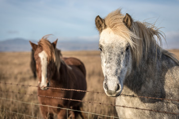 Obraz na płótnie Canvas Two beautiful wild horse in Iceland