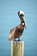 Proud Pelican