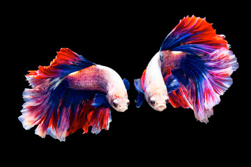 The moving moment beautiful of siamese betta fish or splendens fighting fish in thailand on black background. Thailand called Pla-kad or biting fish.