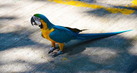 Urban Parrot