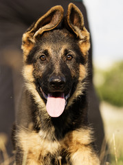 German Shepherd Puppy on the Grass