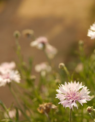 flower with blur background