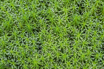 Sternförmiges Moos (Sagina subulata), Sternmoos  mit Morgentau, Makro von oben für Hintergrund geeignet