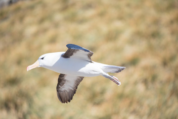 seagull in the sun in antarctica gull