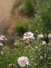Bee and flower with blur background