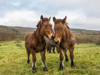 Fototapeta premium Two Ardennes foals nuzzling in a Belgian pasture on a rainy November day