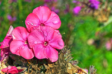 Blüten mit Morgentau