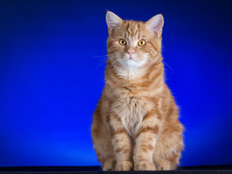 gatto rosso