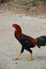 Gamecube chicken in Thailand