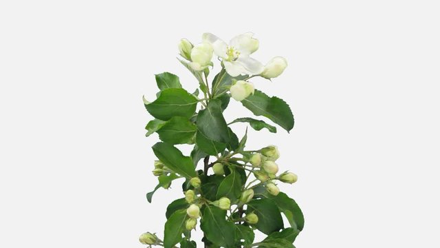 Time-lapse of blooming apple paradise branch 8b1w in PNG+ format with ALPHA transparency channel isolated on white background

