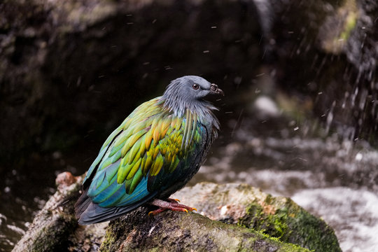 Nicobar &agrave; camail -  pigeon de Nicobar