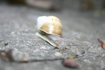 snail