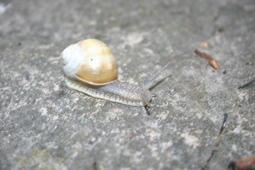 snail