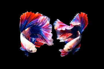 Fotobehang The moving moment beautiful of siamese betta fish or splendens fighting fish in thailand on black background. Thailand called Pla-kad or biting fish. © Soonthorn