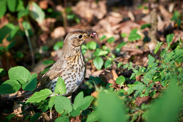 Song thrush youngster (Turdus philomelos) sitting on the ground with worms in its mouth