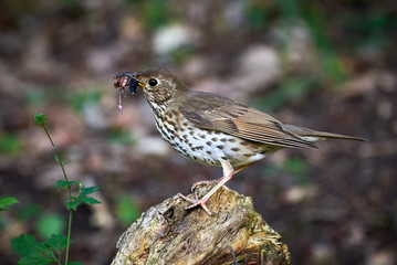 Song thrush youngster (Turdus philomelos) sitting on the rock with worms in its mouth