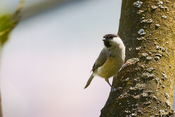 Marsh tit sitting on a tree (Poecile palustris)