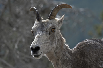 Mountain goat in Kananaskis Country