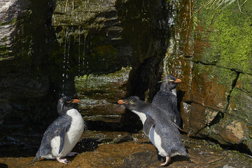 Rockhopper Penguin (Eudyptes chrysocome) having a shower under a waterfall on the cliffs of...