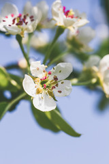colourful spring flowers