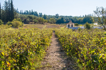 Fototapeta na wymiar Vineyard landscape in Nemea, Peloponnese, Greece. Vineyard rows with juicy grapes ready to be harvested