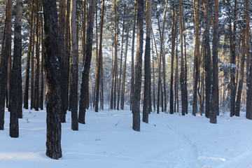 Trunks of pines  in the forest
